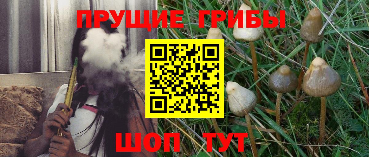 наркота  Вход с VPN  Псилоцибиновые грибы GOLDEN TEACHER  Шуя  Псилоцибиновые грибы Psilocybe 